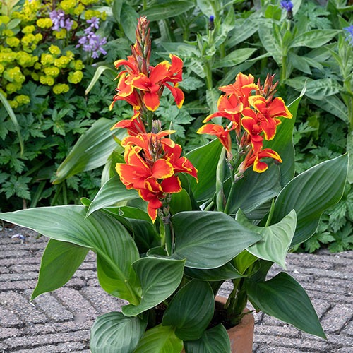 Canna Red Golden Flame