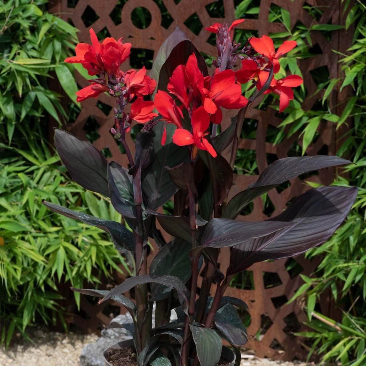 Canna Scarlet Bronze Leaf - imagine 2