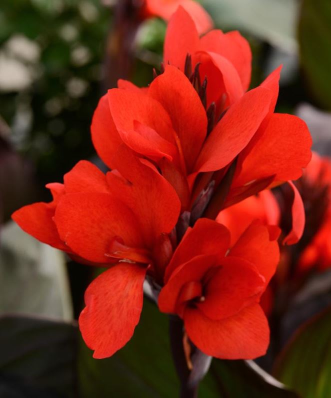Canna Scarlet Bronze Leaf - imagine 3