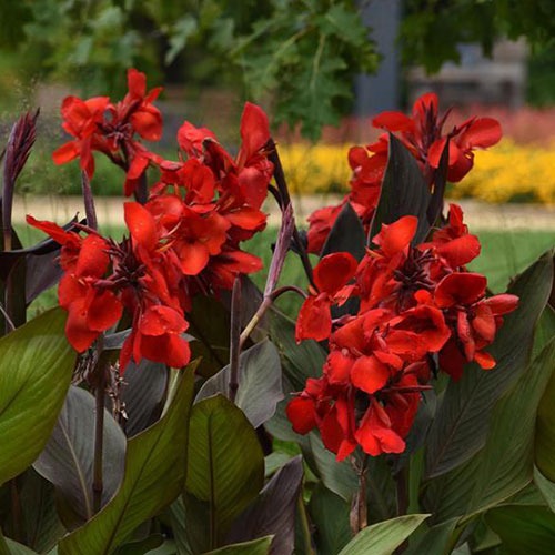 Canna Scarlet Bronze Leaf