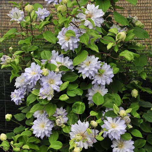 Clematis Diamond Ball