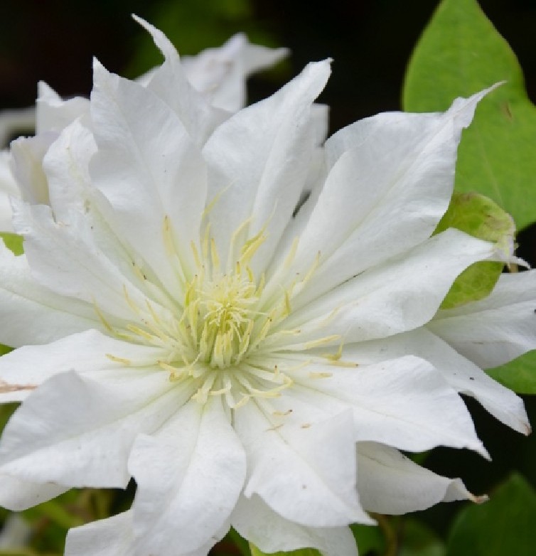 Clematis First Love - imagine 3