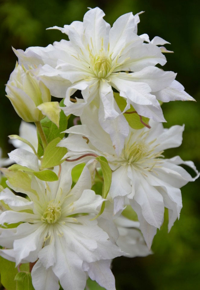 Clematis First Love - imagine 4