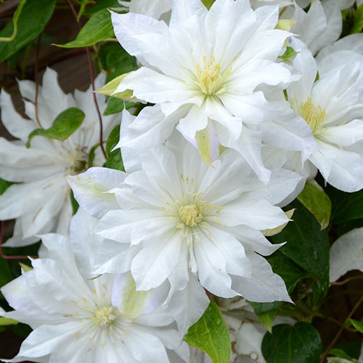 Clematis First Love