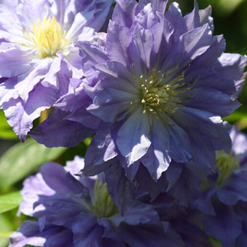 Clematis Azure Ball