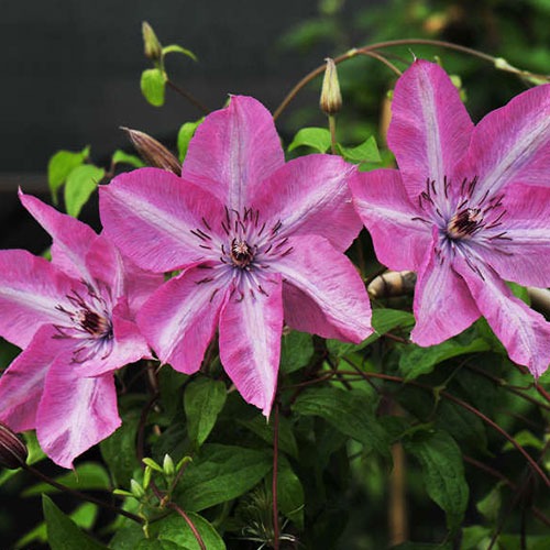 Clematis Bieszczady