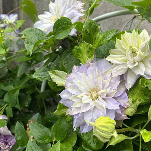 Clematis Chalcedony