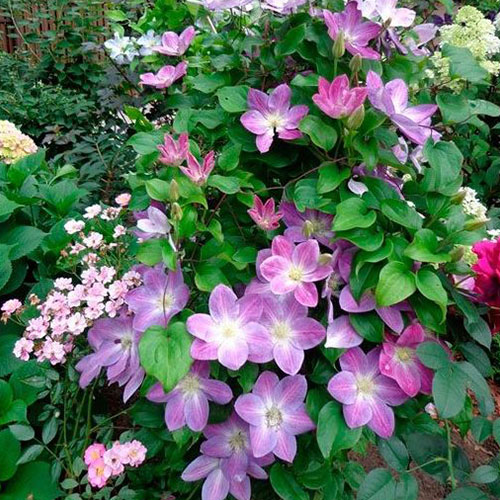 Clematis Change of Heart