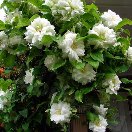 Clematis Duchess of Edinburgh