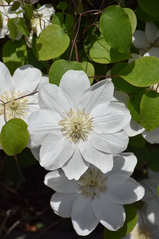 Clematis Guernsey Cream - imagine 2