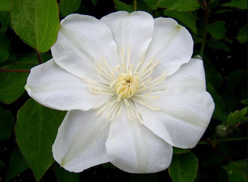 Clematis Guernsey Cream - imagine 3