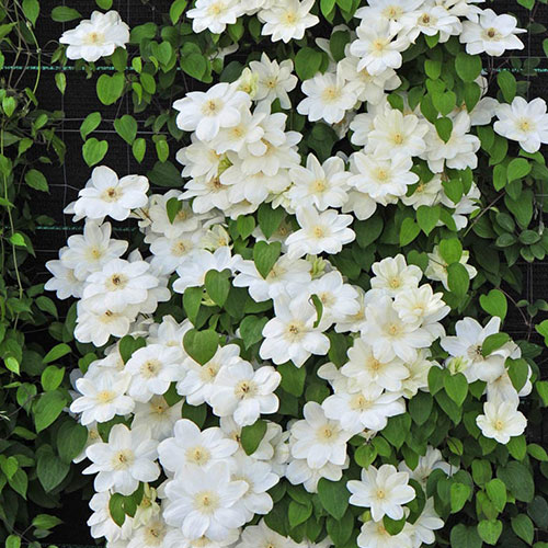 Clematis Guernsey Cream