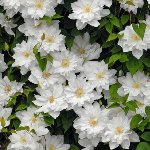 Clematis Halina Noll