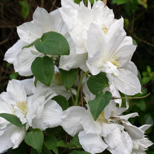 Clematis Isago - imagine 2