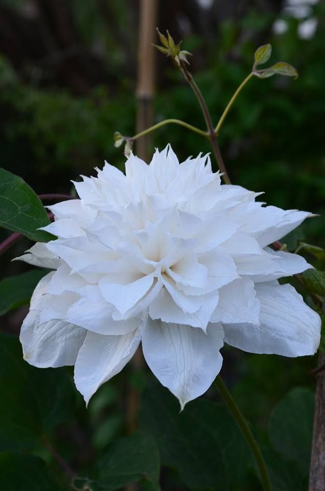 Clematis Isago - imagine 3