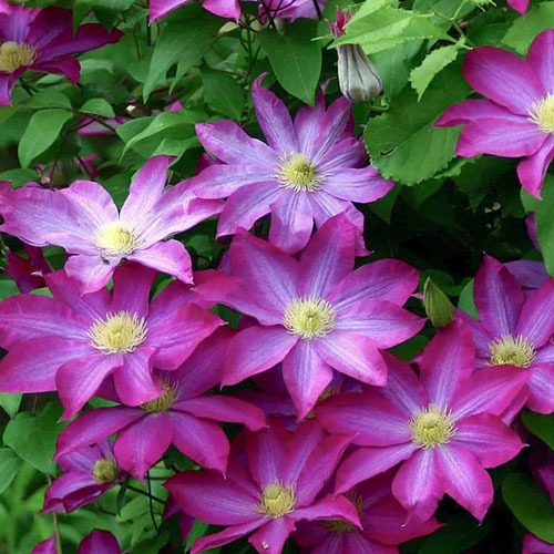 Clematis Kakio Pink Champagnea