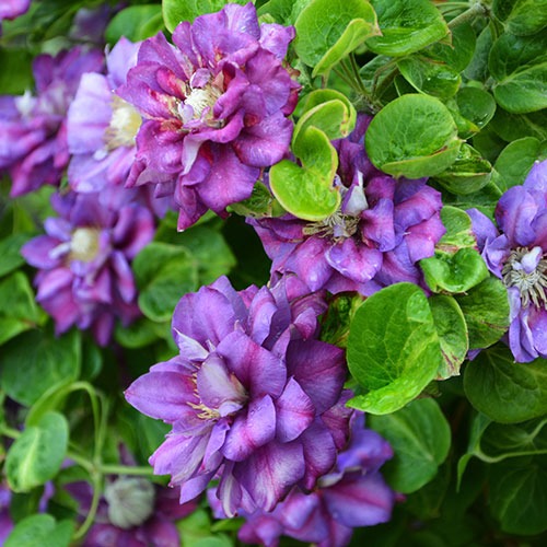 Clematis Królowa Bona