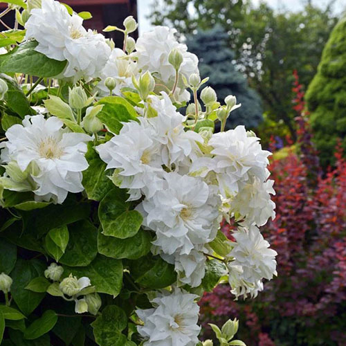 Clematis Maria Sklodowska Curie