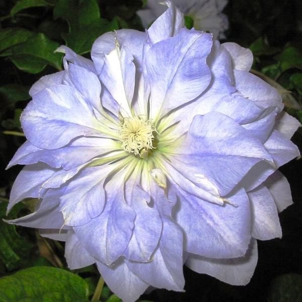 Clematis Mazury - imagine 4