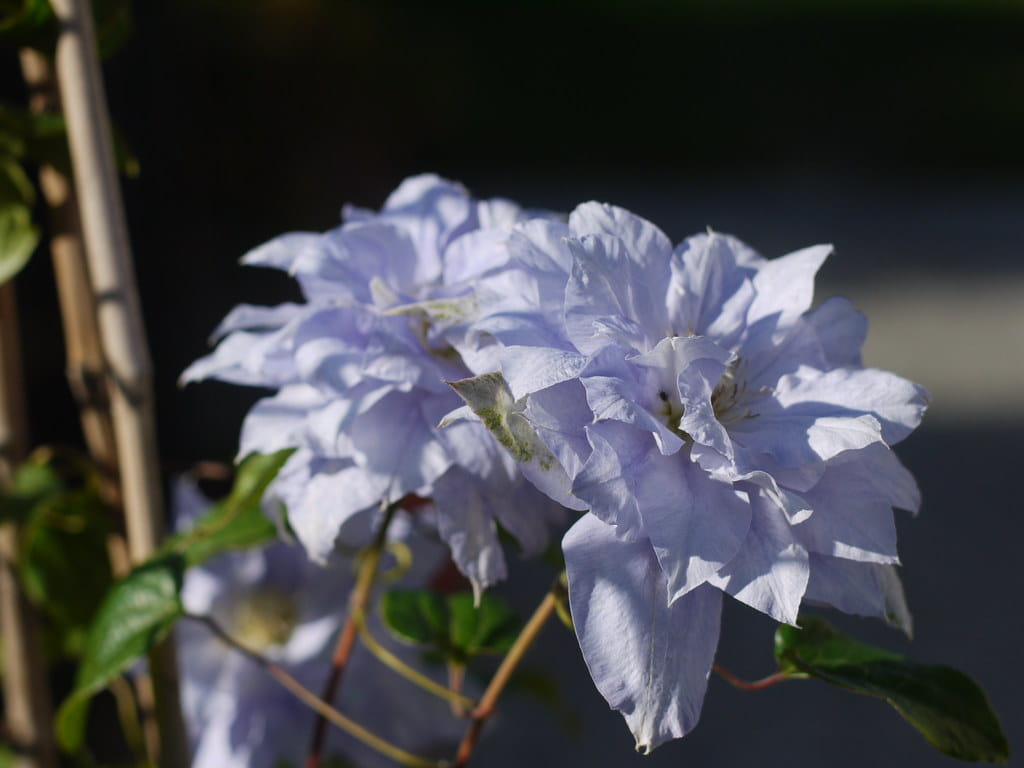 Clematis Mazury - imagine 3