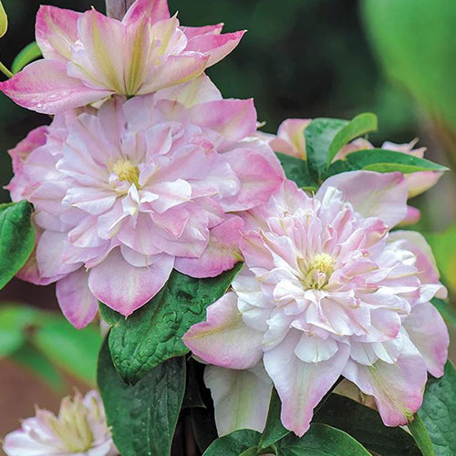 Clematis Innocent Blush