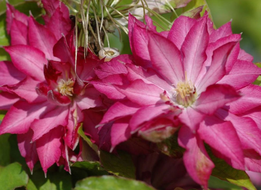 Clematis Akafuji - imagine 2