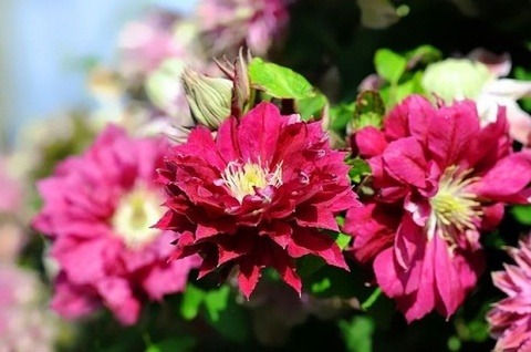 Clematis Akafuji - imagine 3