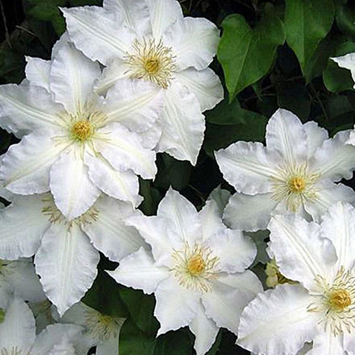 Clematis Fuyu-No-Tabi