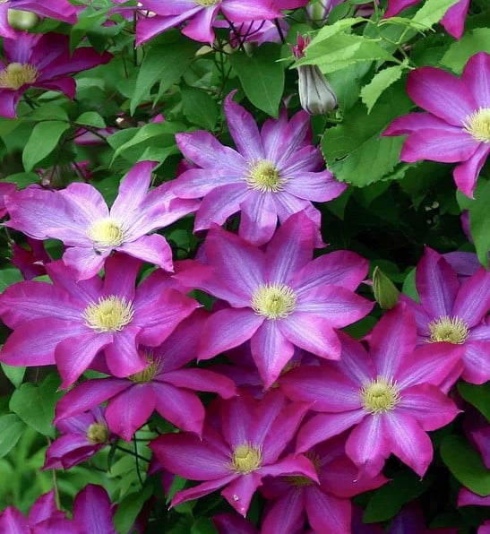 Clematis Kakio Pink Champagnea