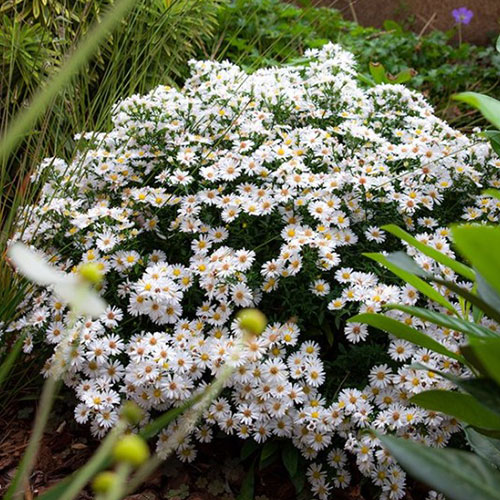 Aster Schneekissen