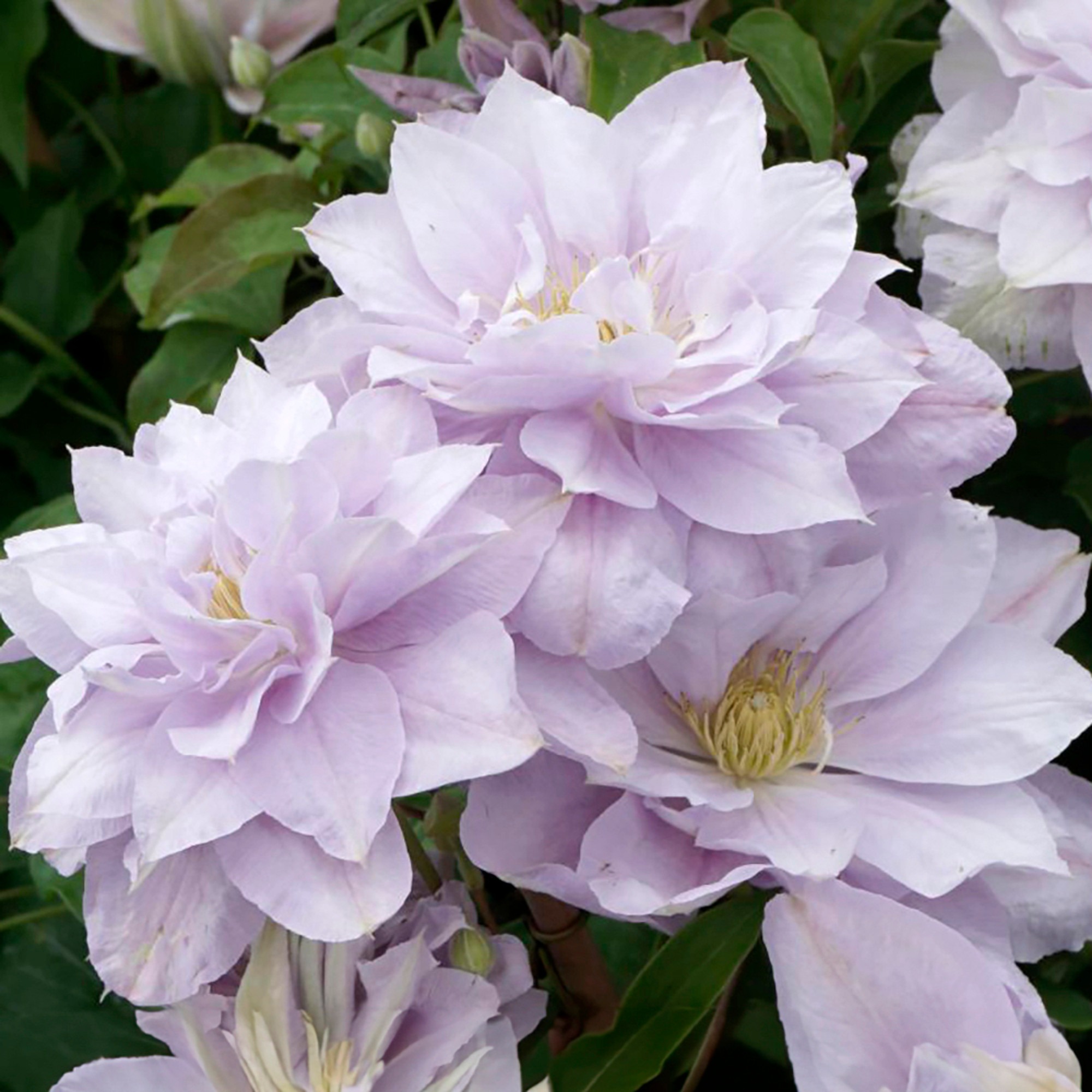 Clematis Bellissima - imagine 2
