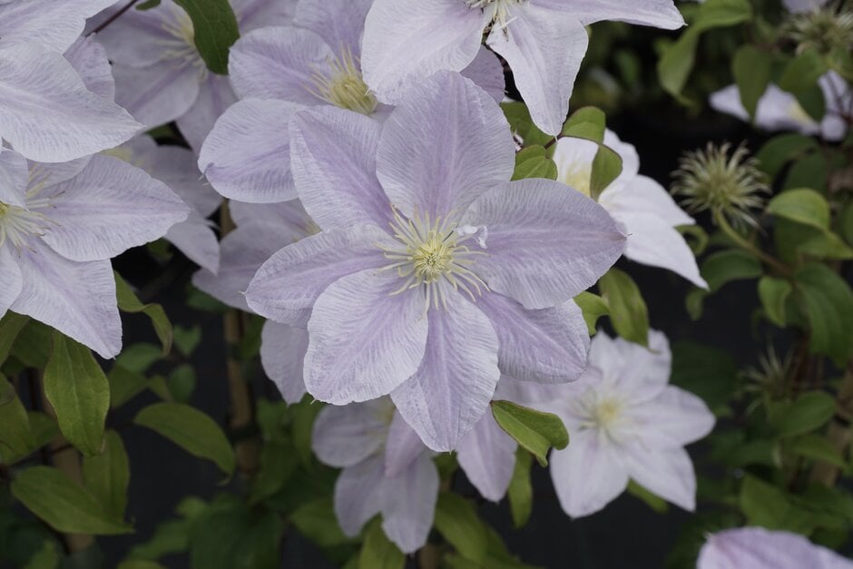 Clematis Bellissima - imagine 3