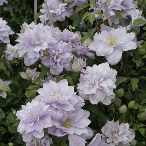 Clematis Bellissima