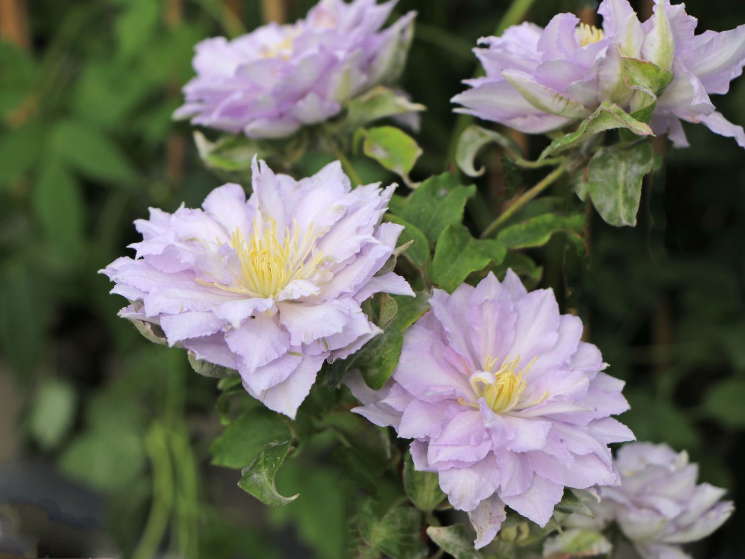 Clematis Dancing King - imagine 2
