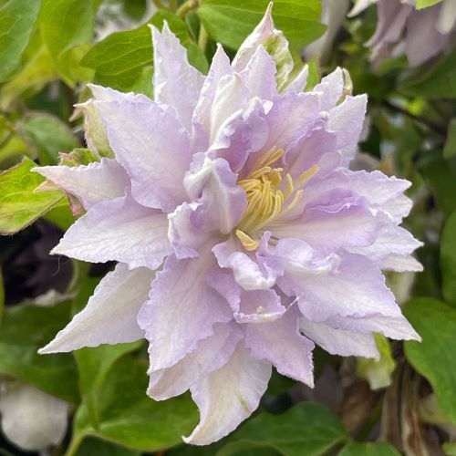 Clematis Dancing King - imagine 3