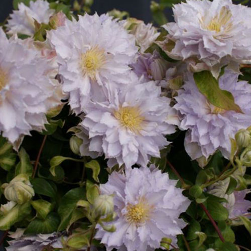 Clematis Dancing King