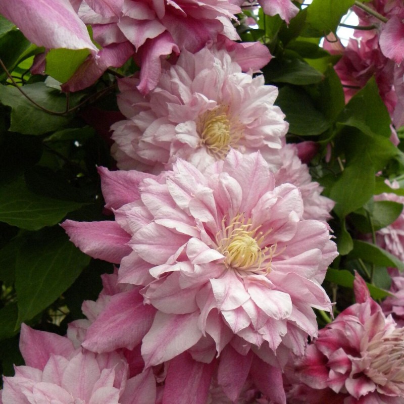 Clematis Patricia Ann Fretwell - imagine 2