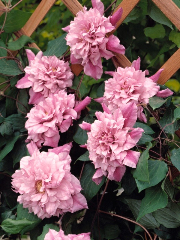 Clematis Patricia Ann Fretwell - imagine 3