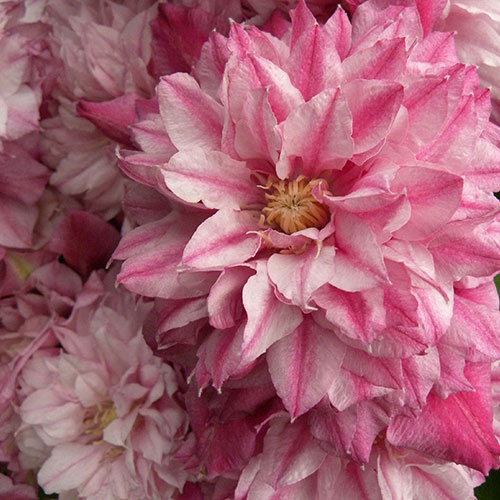 Clematis Patricia Ann Fretwell