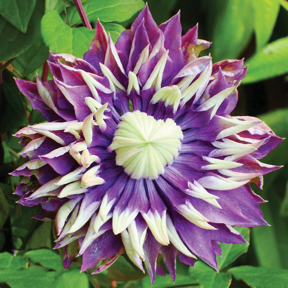 Clematis Taiga - imagine 2