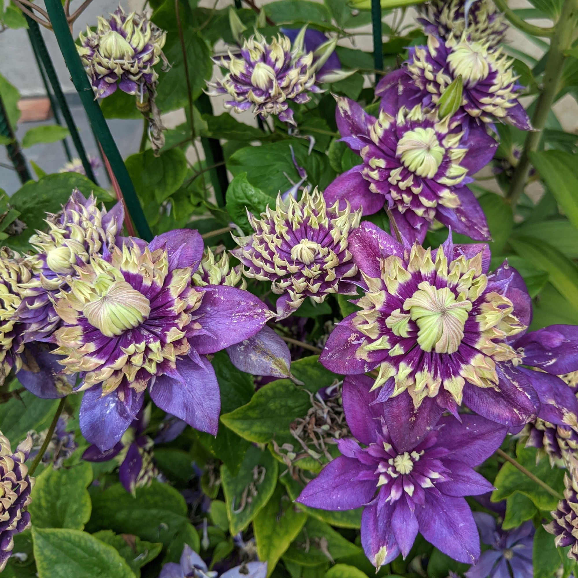 Clematis Taiga - imagine 4