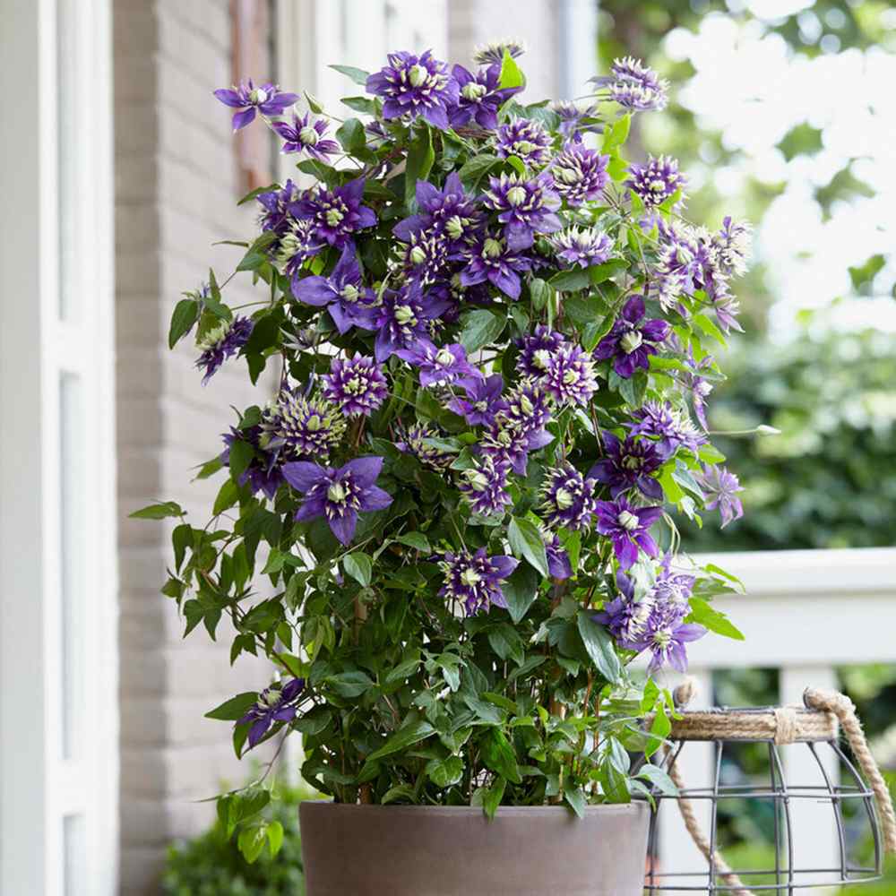 Clematis Taiga - imagine 3