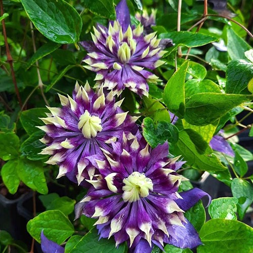 Clematis Taiga