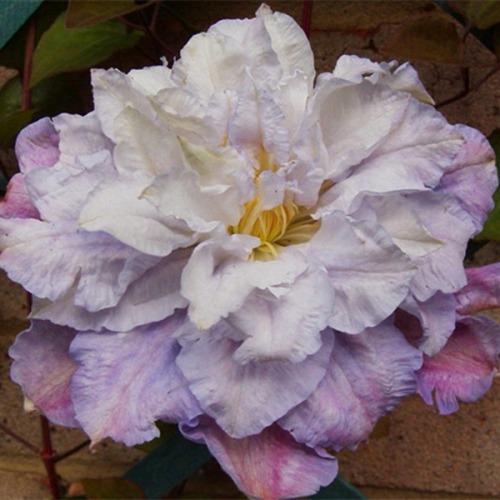 Clematis Veronica's Choice - imagine 3