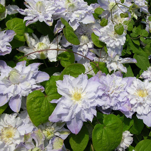 Clematis Veronica's Choice