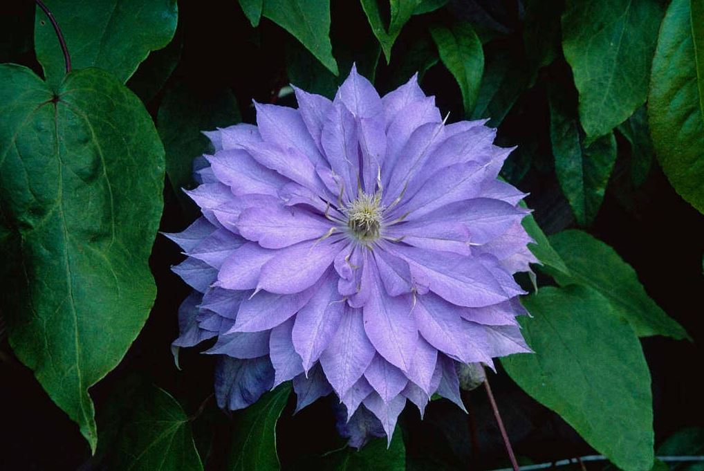 Clematis Countess of Lovelace - imagine 3