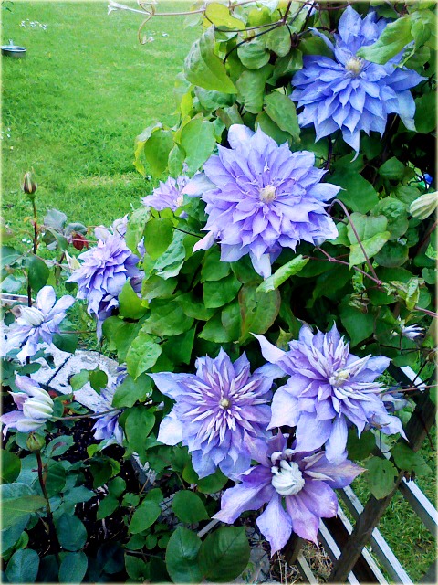 Clematis Countess of Lovelace - imagine 2