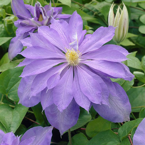 Clematis Countess of Lovelace