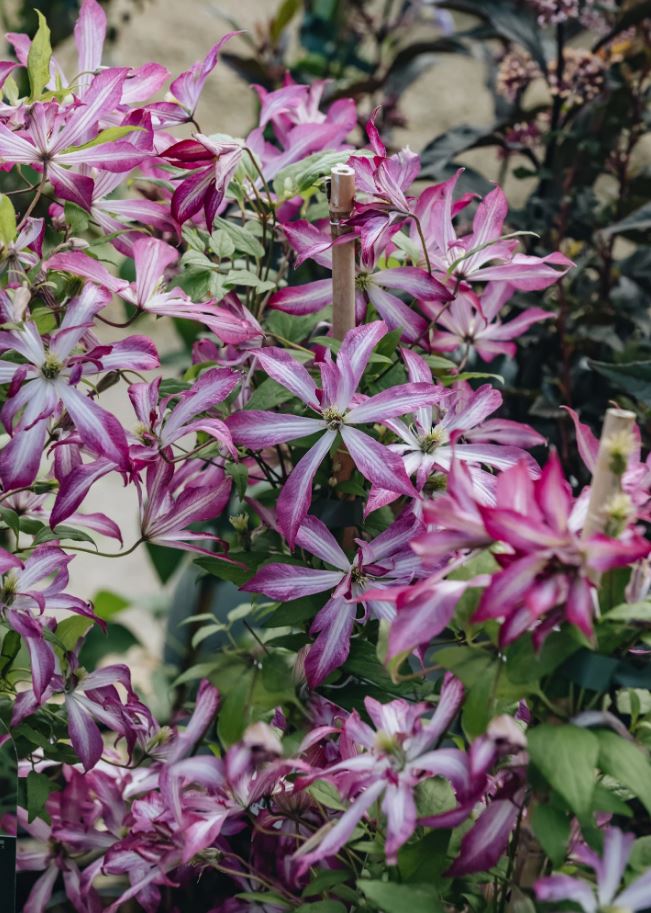 Clematis Glorious Surprise - imagine 4
