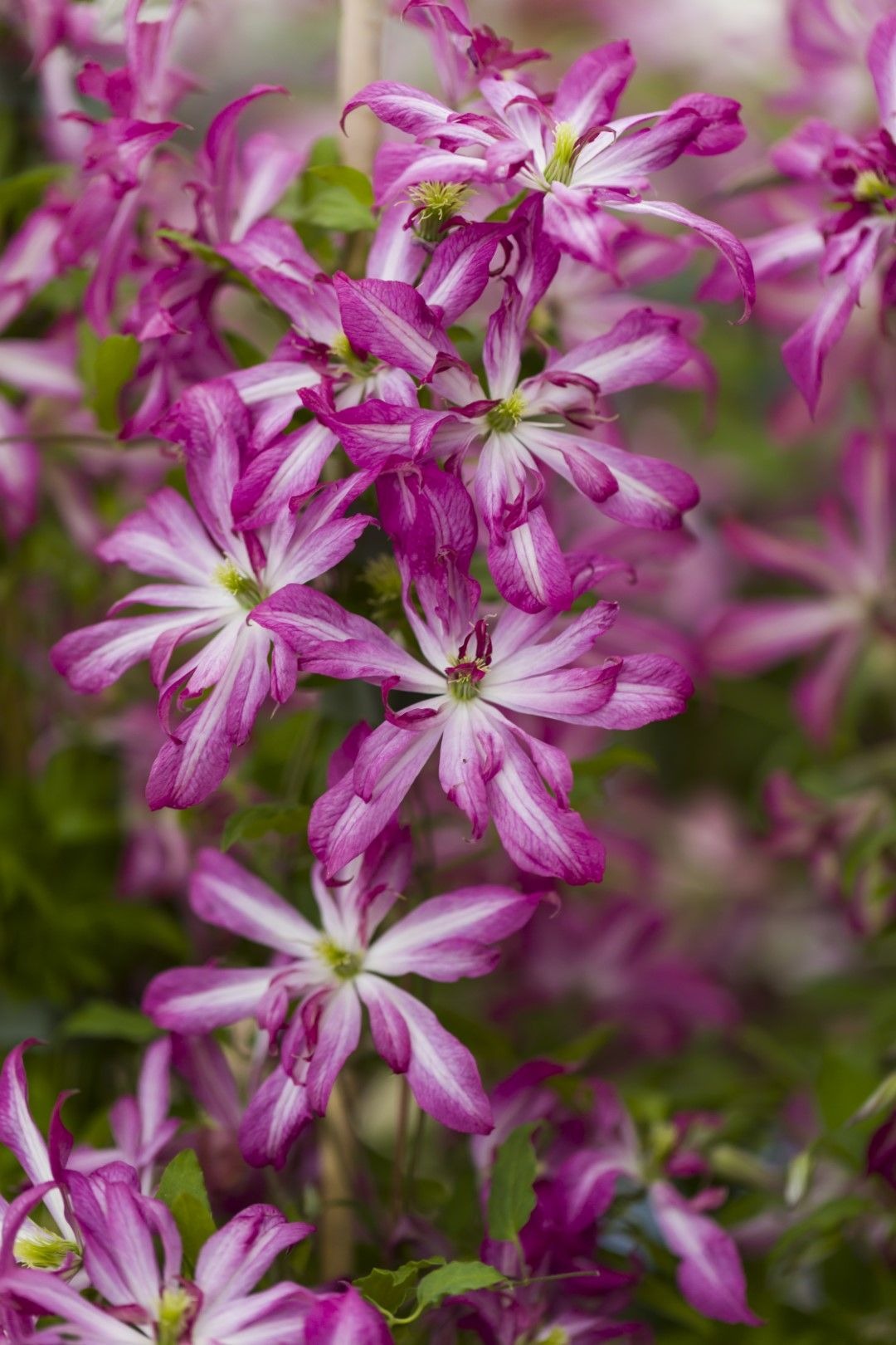Clematis Glorious Surprise - imagine 3